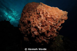 Large Barrel Sponge shot from underneath with a Nikon D70... by Hannah Warde 
